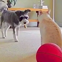 ネコがくしゃみをしたら、見ていた犬が近づいて…種族を超えた『尊い行動』が140万再生「優しい」「泣けた…」「心配なの伝わる」と感動続々