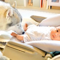 2頭のシベリアンハスキーに育てられた赤ちゃん→まさかの『本当の親子みたいな関係』が10万再生「なんて頼もしい」「母性がすごい…」と称賛