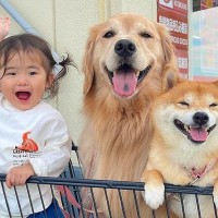 ホームセンターでお買い物→カートに『1歳の女の子と2匹の犬』を乗せた結果…思わず笑顔になる『尊い光景』が36万再生「幸せが溢れてる」