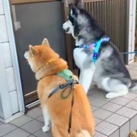 おばあちゃんのことが大好きな２匹の犬→会えない日は心配して家まで行き…まるで『本当の孫』のような行動に感動「泣きそう」「うるっとした」