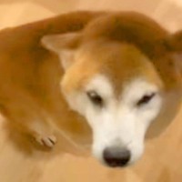 息子の付き添い入院で３日ぶりに帰宅→普段は呼んでも来ない犬が…思わずニヤけてしまう『まさかのお出迎え』に反響「喜びがｗ」「全員可愛い」