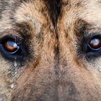 犬の目が『ウルウル』している理由５選　涙が増える原因や注意が必要な状態とは？