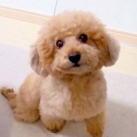 キッチンにいたら『下半身麻痺の犬』が一生懸命に…涙が止まらない『お母さんに近付く光景』が92万再生「愛だ…」「笑顔がたまらない」と感動