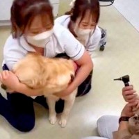 病院で3人がかりの診察を受ける大型犬→思った以上に暴れてしまい…まさかの『コントのような光景』が87万再生「ドリフかな？」「吹いたｗ」