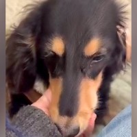 病気になり老犬のように弱ってしまった赤ちゃん犬→『交換しますか？』と言われ…涙あふれる『現在の光景』が92万再生「素敵な家族」「泣けた」