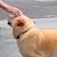 散歩中、たまに会うおばあちゃん→普段は人に近づかない犬が…思わず泣けてくる光景が42万表示「気持ちが通じ合ってる」「微笑ましい」と感動