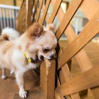 犬が『さみしい』と感じているときにする行動５選　孤独にさせないための対策とは？