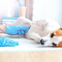 犬の『呼吸が苦しい』ときにする行動５選　異変を感じたときの対処法とは？