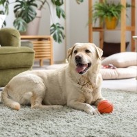 犬を『室内飼い』した方が長生きする理由５選　外飼いはNG？室内犬のメリットとは