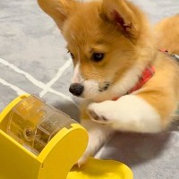 オヤツが入ったおもちゃで遊ぶ子犬→思った以上に手が短くて…一生懸命すぎる『悶絶級の光景』が273万再生「手伝ってあげたいｗ」「可愛い」