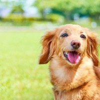 シニア犬の『若さを維持』する秘訣4つ　欠かせない習慣や健康に与えるメリットまで
