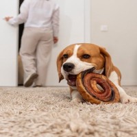 犬が『お見送り・お出迎え』をしてくれない理由4つ　愛犬が感じている本音から飼い主の心得まで