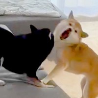 2匹の犬がケンカしていたら『寝ていた大型犬』が立ち上がり…カッコよすぎる『まさかの行動』が336万再生「賢すぎ」「かっこいい」と大絶賛