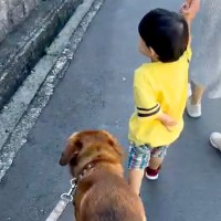 散歩中、側溝を歩きたがる小さな男の子→元保護犬が『危ない』と気づいて…思わず泣けてくる『尊い行動』に反響「優しくて涙が…」「素晴らしい」