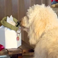 『夕方の散歩に行こう』と大型犬に伝えた結果→亡くなった同居犬の首輪へ近づいて…泣けてくる『まさかの行動』が17万再生「涙が止まらない」