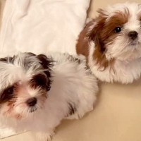 わずか10日で『やっぱいらない』と無責任に捨てられた2匹の犬…涙が止まらない『結末』が9万再生「感謝しかない」「言葉が見つからない…」