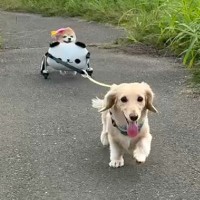 車椅子が必要な16歳の老犬→妹犬がリードを…思わず泣けてくる『お散歩の光景』が96万再生「愛おしくて涙が出る…」「関係性に感動」と反響