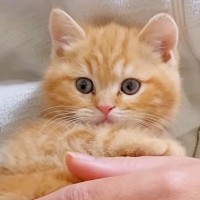 『売れ残っていた赤ちゃん猫』を連れて帰った結果→大型犬と先輩猫が…あまりにも可愛い光景が146万再生「たまらん」「仲良くなる予感」