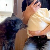 赤ちゃんを抱っこするママ→『お世話したい』と甲斐犬が交渉しにきて…あまりにも尊い様子が41万再生「優しさ溢れてる」「いじらしくて泣いた」