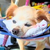 3人の医者から『病気』と診断された20歳の老犬→検査をした結果…奇跡のような『まさかの展開』に感動「泣きそう…」「本当に良かった」