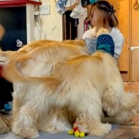 『合計体重が76キロ』の大型犬2匹→トリマーの姉が遊びに来た結果…愛が重すぎる『お出迎えの光景』が12万再生「たまらん」「幸せな重圧」