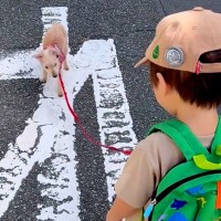 2歳の男の子と16歳のおじいちゃん犬が『一緒にお散歩した』結果→愛おしすぎる光景が6万再生「ダブルリードｗ」「癒される」と反響