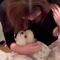 5ヶ月ぶりに帰省した娘→こっそり玄関に入った結果、犬が…愛に溢れた『熱烈大歓迎』が15万再生「一生懸命に甘えてて可愛い」「お耳が最高」