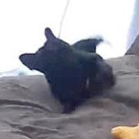 大きな音を出してしまったので『犬は大丈夫だったかな』とカメラを確認した結果…想像以上の反応が21万再生「可愛くて笑う」「驚き続けてるｗ」