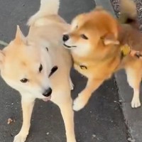 散歩中『大好きなお友達犬』に会った犬→喜びのあまり見せた『まるで人間のような行動』が20万再生「感情あふれてる」「一瞬停止するのがｗ」