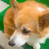 飼い主を亡くし、寂しい顔をしていた『足が不自由な老犬』→里親から散歩の様子が送られてきて…『別犬のような表情』に涙「鳥肌立った」