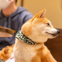 犬が飼い主の『ダメ！』をシカトするときの心理5つ　無視されてしまう理由や改善方法も解説