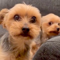 イタズラした2匹の犬にブチギレた結果→反省したかと思ったら…思わず吹き出す『まさかの行動』が13万再生「完全に笑かしにきてる」「爆笑ｗ」