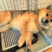 雨の日の散歩が嫌すぎる犬→『絶対に行かない』と駄々をこねて…まさかの『人間味のある拒否の仕方』に爆笑「よほど嫌なんだｗ」「笑ったｗｗ」