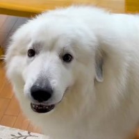 ウキウキで車に乗り込む大型犬→『病院だ』と気づいた瞬間に…『わかりやすすぎる反応』が68万再生「右往左往ｗ」「今日はダメ？で吹いた」