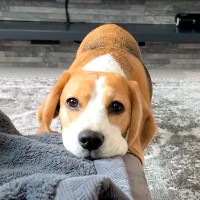 出勤前、いつも何かを訴えてくる犬→『寂しいのかな』と思いきや…想定外な『まさかのおねだり』が話題「割り切っているのがｗ」「お利口さん」