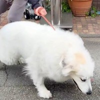 動物病院が大嫌いな超大型犬→ドアを開けようとしたら…想像を遥かに超える『拒否』が391万再生「病院キャンセル界隈ｗｗ」「コントで草」