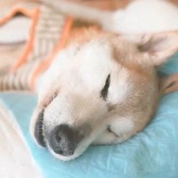 『亡くなる3時間前の犬』に話しかけた結果…力を振り絞った『最期のメッセージ』が14万再生「絶対にありがとうって言ってる」「涙止まらない」