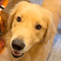 『ちょっとシャワー浴びてくるね』と大型犬に伝えた結果→ドアの前で…カメラが捉えた『尊すぎる行動』が55万再生「たまらん…」「可愛すぎ」