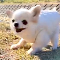 小さくて可愛い犬が『くしゃみ』をした瞬間に…想定外だった『馬になってしまう光景』が18万再生「思ったよりも馬で草」「暴れん坊将軍？ｗ」