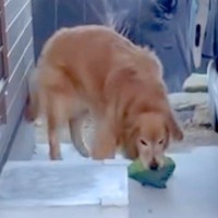 いつもお手伝いしてくれる大型犬→『横に大好物があっても荷物を運べるのか？』検証した結果…『まさかの行動』が10万再生「本当すごい」と絶賛