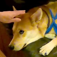 お母さんが『顔パック』をして現れたら、犬が…『本当にお母さん…？』疑いの眼差しを向ける光景に反響「目付きがｗ」「そりゃあビックリする」