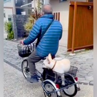 おじいちゃんが『三輪車に乗った』結果→後ろに犬を乗せて…微笑ましすぎる『初めての乗車』が6万再生「いいコンビ」「おじいちゃん完璧」と反響