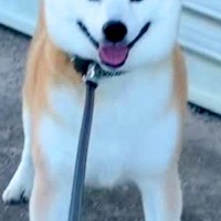 朝6時、お散歩に出かけた犬が『拒否』をした結果→想像と違った『まさかの表情』が35万再生「どんな感情なのｗ」「堂々として誇り高い」と反響