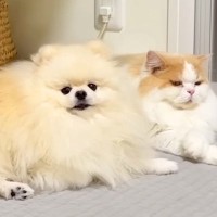先輩猫にちょっかいを掛ける犬→しつこいので怒った結果…想像以上に『いじけてしまう光景』に反響「ショボン可愛いｗ」「喧嘩するほど仲がいい」