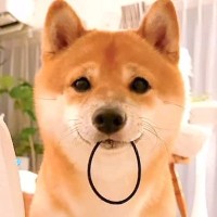 『ヘアゴム落ちてたよ』と持ってきた犬→受け取ろうとした結果…あまりにも可愛い『まさかの行動』が214万再生「天使すぎる」「最後ｗ」