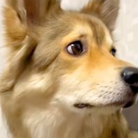 家に『知らない修理業者の男性』がやってきた結果→大型犬と小型犬が…見た目からは想像できない光景が163万再生「ギャップ」「抱きしめたい」