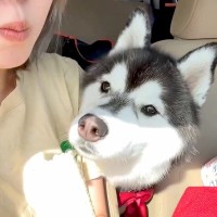バナナを食べる女性→大型犬に『少しだけわけてあげよう』と思っていたら…想定外の展開が19万再生「一口がでかくて草」「食い意地が好きｗ」