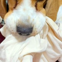 イタズラする犬を『コラ！』と叱ったら…まさかの『反抗的すぎる表情』に1万いいね集まる「なんとふてぶてしいｗｗ」「中2の目で笑った」と爆笑