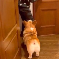 娘が『犬のいる友人宅』に遊びに行った結果→帰ってきた瞬間に…まさかの『可愛すぎる取り調べ』が9万再生「尋問で草」「ヤキモチやいてるｗ」