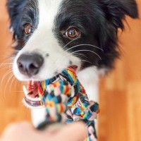 犬の『QOL』を高めるためにできること5つ　生活の質を上げるべき理由や環境づくりのコツ